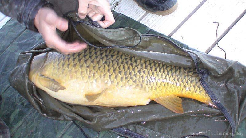 Diverse - no34b--19lb-common-carp---st-lawrence-river---8th-october-2006.jpg
